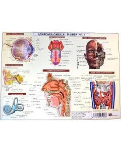 Anatomia omului. Plansa Nr.1