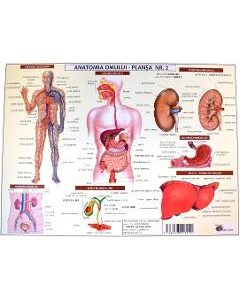 Anatomia omului. Plansa Nr.2