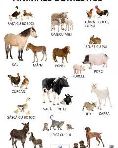 Plansa - Animale domestice