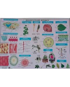 Plansa Biologie scolara - Botanica