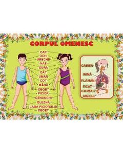 Plansa Corpul omenesc