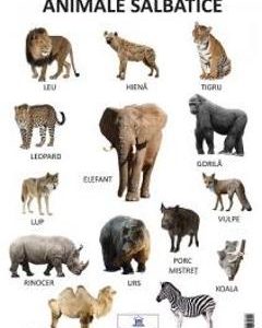 Plansa animale salbatice